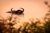 Water bufalo