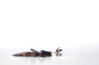 Water bufalo