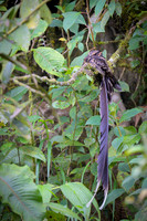 Lyre-tailed Nightjar