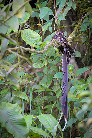 Lyre-tailed Nightjar