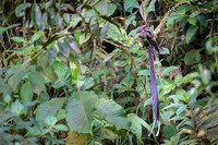 Lyre-tailed Nightjar