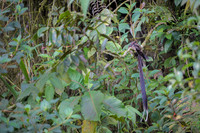 Lyre-tailed Nightjar