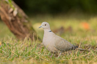 Collared Dove / Sierpówka