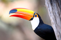Toco Toucan