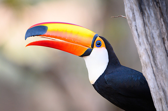 Toco Toucan