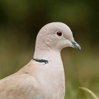 Collared Dove / Sierpówka