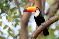 Toco Toucan