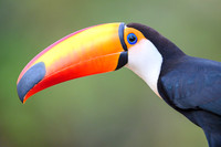 Toco Toucan