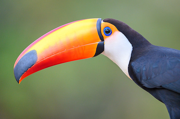 Toco Toucan