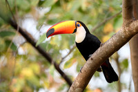 Toco Toucan
