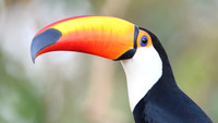 Toco Toucan