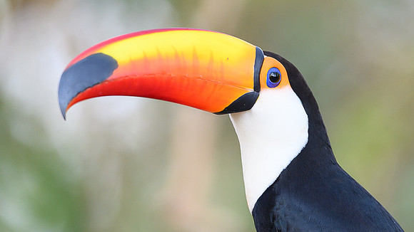 Toco Toucan