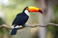 Toco Toucan