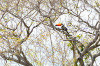 Toco Toucan