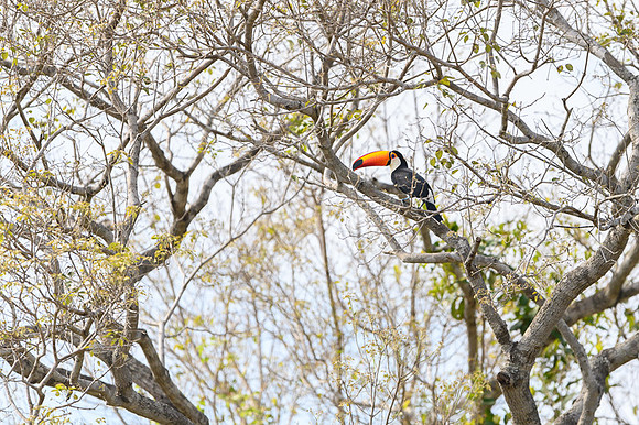 Toco Toucan