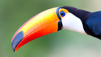 Toco Toucan