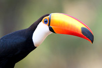Toco Toucan