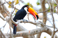 Toco Toucan
