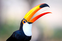 Toco Toucan