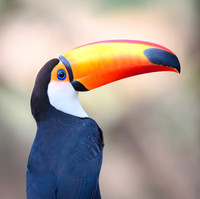 Toco Toucan
