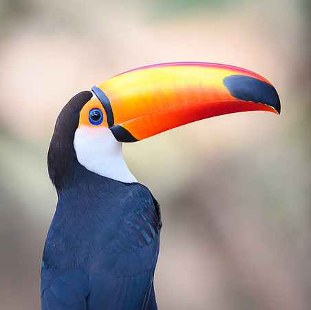 Toco Toucan