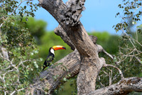 Toco Toucan