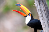 Toco Toucan