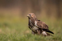 Common Buzzard / Myszołów