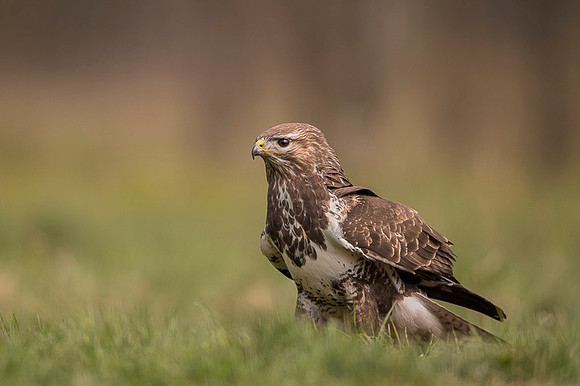 Common Buzzard / Myszołów