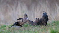 Common Buzzard / Myszołów