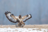 Common Buzzard / Myszołów