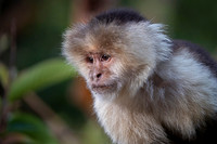 White-faced Capuchin