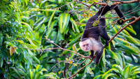 White-faced Capuchin