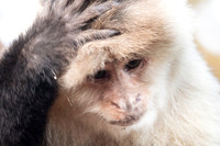 White-faced Capuchin