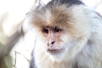 White-faced Capuchin