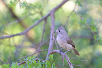 Oak Titmouse
