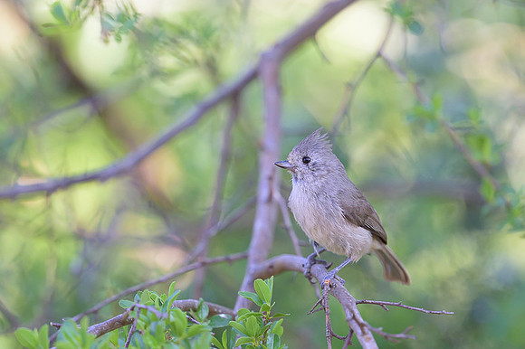 Oak Titmouse