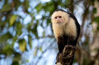White-faced Capuchin