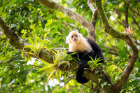 White-faced Capuchin