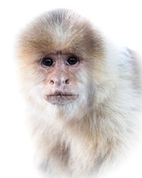 White-faced Capuchin