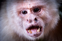 White-faced Capuchin