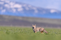 Patagonian Grey Fox