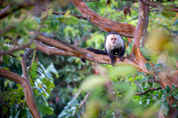 White-faced Capuchin