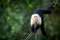 White-faced Capuchin
