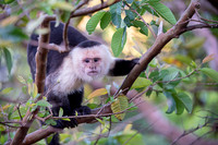 White-faced Capuchin