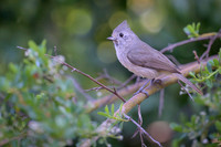 Oak Titmouse