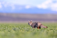 Patagonian Grey Fox
