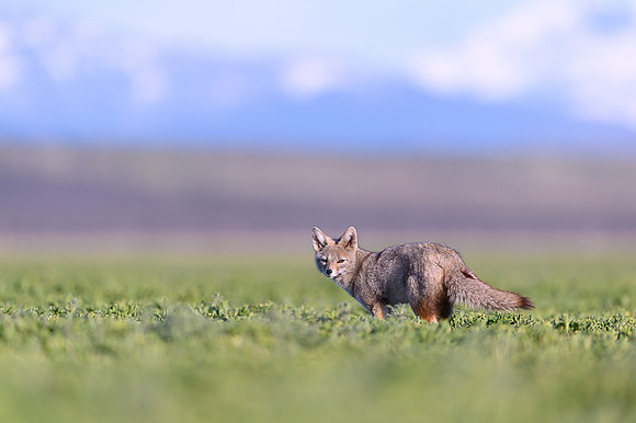 Patagonian Grey Fox