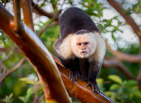 White-faced Capuchin