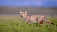 Patagonian Grey Fox